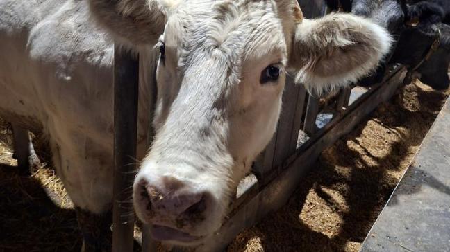 La Fncb en appelle à davantage de concertation  afin que la lutte contre l’IBR gagne en efficacité.