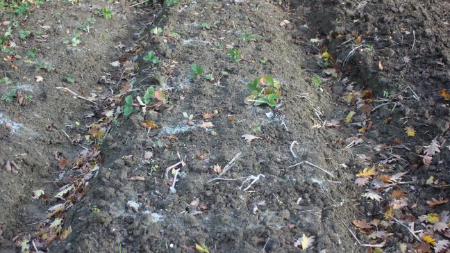 Les ados peuvent être plantés bien avant les conditions hivernales. Sur cette photo, se trouvent une plantation de fraisiers et une plantation d'ail d'automne non encore levée. Pour ces cultures, il importe que les racines ne soient pas installées dans un sol qui risque d'être gorgé d'eau durant une longue période.