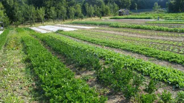 L'organisation des parcelles permet  de rationaliser les besoins  en main-d'œuvre.