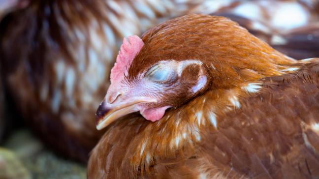 En comptant ce nouveau cas, des foyers ont déjà été détectés depuis cet automne dans onze élevages de volailles et chez deux éleveurs amateurs.