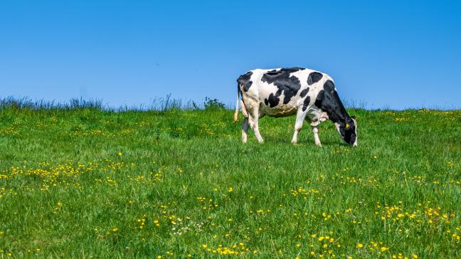 Plusieurs foyers de DNC, une maladie virale des bovins transmise principalement par des insectes piqueurs, sont apparus sur le sol européen et singulièrement en France depuis l’été dernier.