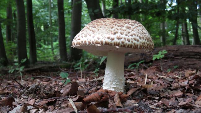 Photo d’illustration