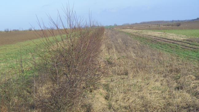 Idéalement, la haie est implantée entièrement sur la parcelle cultivée plutôt qu’en périphérie. Cela permet de protéger les cultures aussi bien sous le vent que du côté des vents dominants. Son entretien s’en trouve également facilité, puisqu’elle accessible de part et d’autre de la même manière.