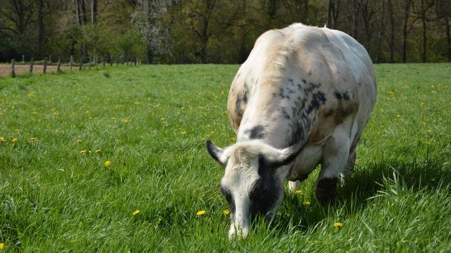 Bien qu’il se soit redressé, l’élevage de bovins viandeux demeure  le parent pauvre de la rentabilité agricole wallonne.