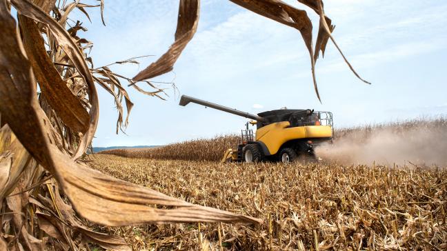 Si le rendement demeure un critère essentiel, il ne doit pas être le seul à guider le choix variétal.