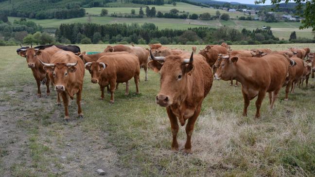 L’indice consacré au prix de la viande  a progressé de plus de 5,1 % entre 2024  et 2025, poussé notamment par la hausse des cours mondiaux de la viande bovine.