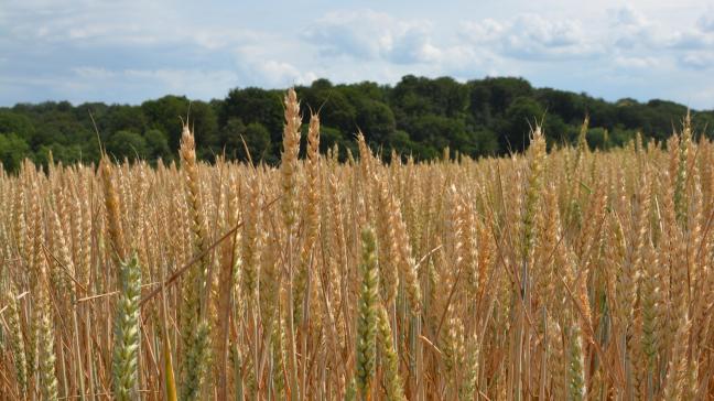 Les stocks planétaires de grains atteindraient 588 Mt  en 2030-2031, contre 619 Mt cinq ans plus tôt.