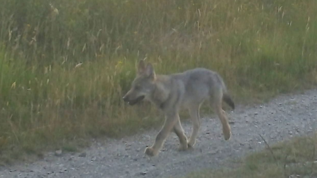 Bien que le loup ne représente pas une menace directe pour l’homme, cette fausse alerte rassurera les propriétaires d’animaux de la région.