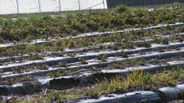 Les tunnels nantais sont fréquemment installés sur d'autres cultures que les légumes. Ici, sur fraisiers.