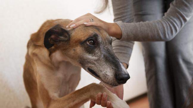 Il sera également question de permettre la suspension automatique du permis de détention d'animaux dès qu'une saisie est opérée, et ce, pendant toute la durée de l'enquête.