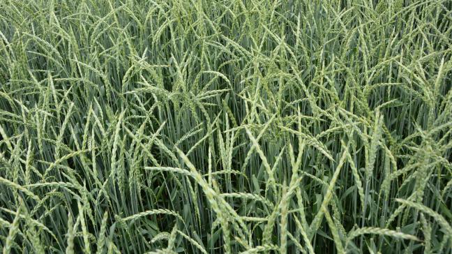 Seule une variété d’épeautre,  issue du travail mené par le Cra-w,  rejoint le catalogue national.