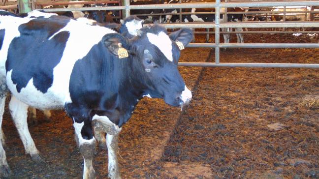 Les produits laitiers feront partie du « bilan de santé »  de la situation des marchés agricoles que la commission européenne souhaite entreprendre au cours  des prochains mois.