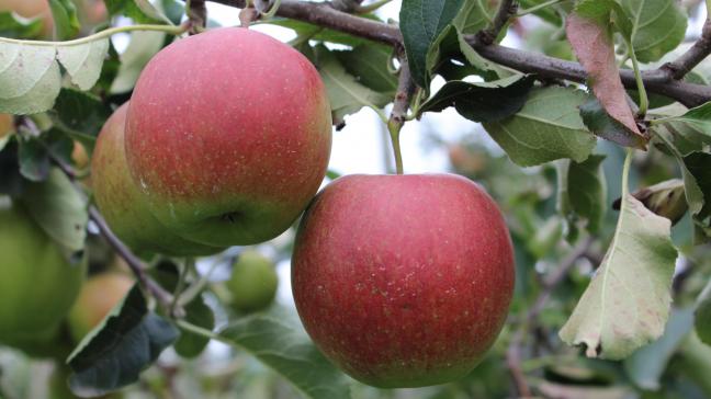 Le prix des pommes s’est littéralement effondré. En cause? Les très hauts rendements.