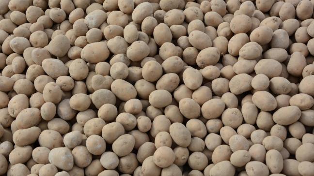 L’accord doit également porter sur les plants de pomme de terre, pour éviter toute mauvaise surprise.