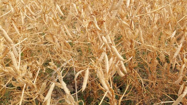 Le pois protéagineux d’hiver affiche,  d’une année à l’autre, une variabilité de rendement plus marquée que la féverole.