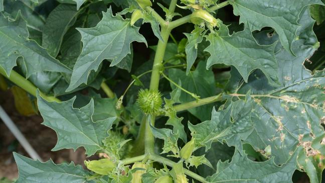 Le seuil de non conformité a été fixé à dix plantes au stade de production de graines par hectare.