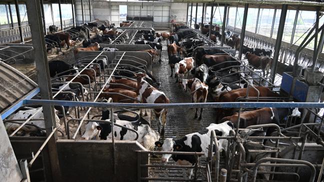 La traite robotisée peut améliorer le bien-être, la production et la qualité du lait, mais en tenant compte de certaines conditions.