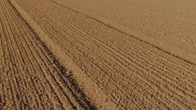Pour les orges brassicoles, la date idéale de semis en Belgique se situe entre la mi-février et la mi-mars.