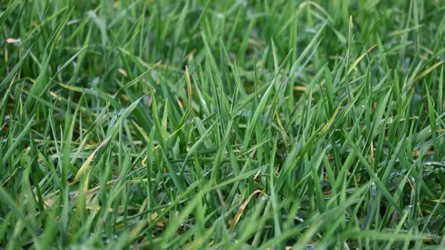 Comme pour le froment, la détermination de la fumure azotée ne peut se limiter à une recommandation unique. Elle doit intégrer un ensemble de facteurs agronomiques propres à chaque situation parcellaire.