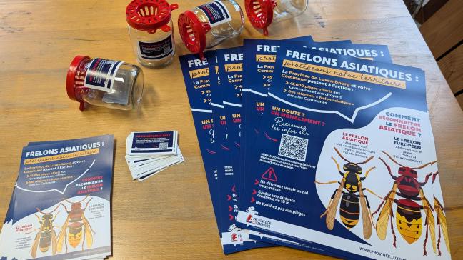 Un seul nid peut consommer jusqu’à 100.000 insectes par an,  exerçant une pression importante sur la biodiversité.