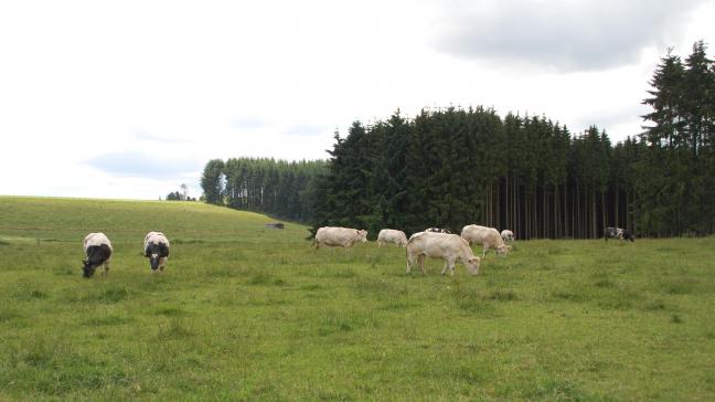 L’élevage constitue la colonne vertébrale du système agricole en province  de Luxembourg.