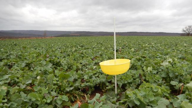 Le charançon de la tige est le premier insecte à surveiller.