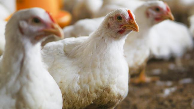 Les textes, très attendus par les professionnels  du secteur, entreront en vigueur le 9 mars.