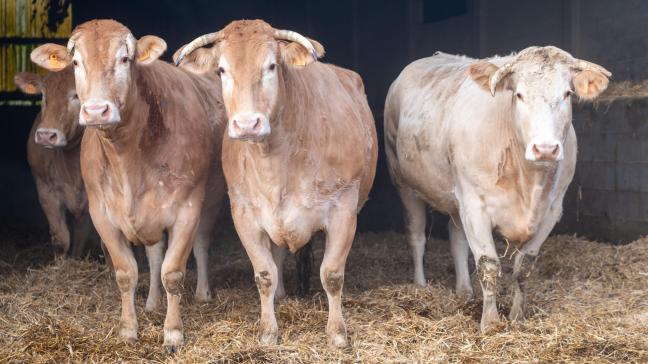 La Blonde d’Aquitaine fêtera l’année prochaine ses 65ans d’existence.