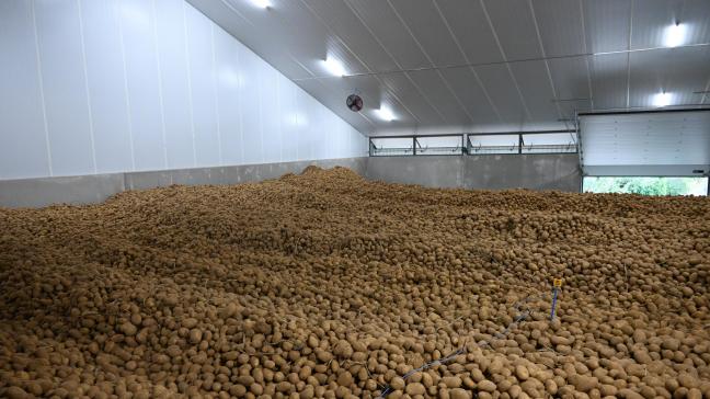 Le dégagement précoce concerne 22% de la récolte initiale de pommes de terre de consommation, correct en proportion de la récolte initiale mais insuffisant pour dégager le surplus de production en tonnage.