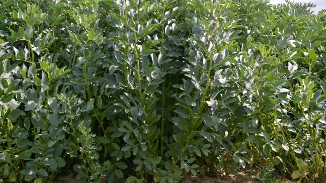 Le soutien couplé (375€/ha) est encore de mise cette année.