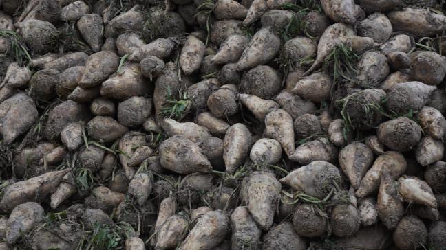 A l’aube des semis, le prix du sucre s’est écroulé  de 27,3 % par rapport à février 2025.