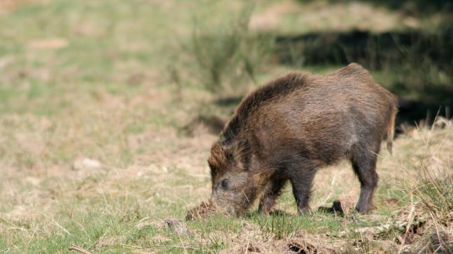 Le logiciel aide les  experts agronomes  à estimer au plus juste  le montant des dégâts  de la faune sauvage.