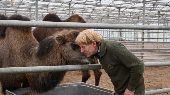 Geert rend visite à ses chameaux au moins deux fois par jour.