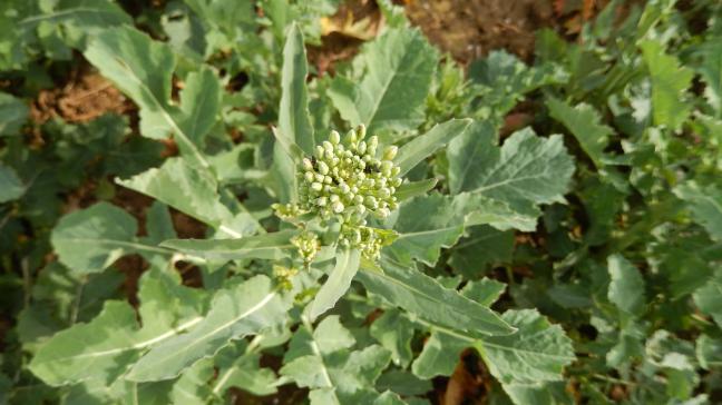 Les prévisions météo pour les prochains jours seront sans doute moins favorables aux vols d’insectes. Il faut toutefois toujours contrôler leur présence dans la culture.