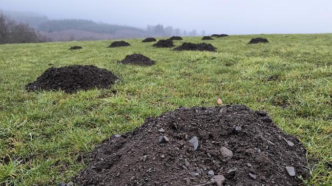 L’étaupinage est une technique qui consiste à travailler la prairie de façon superficielle et dont l’objectif est de ne pas impacter les plantes prairiales en place.