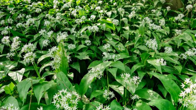 AdobeStock_270177273 (1)