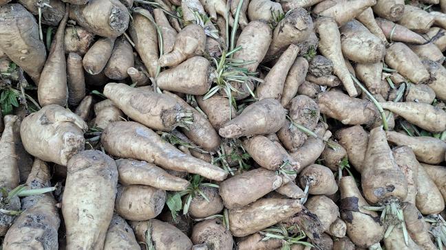 Les chicorées non livrées constituent  un risque, en matière de maladies  et de pucerons.