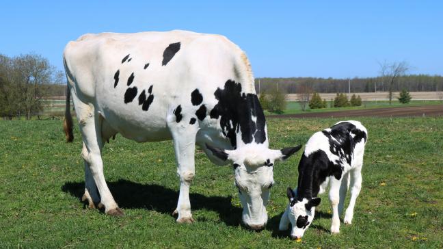 La programmation embryonnaire du développement est un nouveau concept qui examine comment l'environnement utérin façonne l'avenir de la vache.