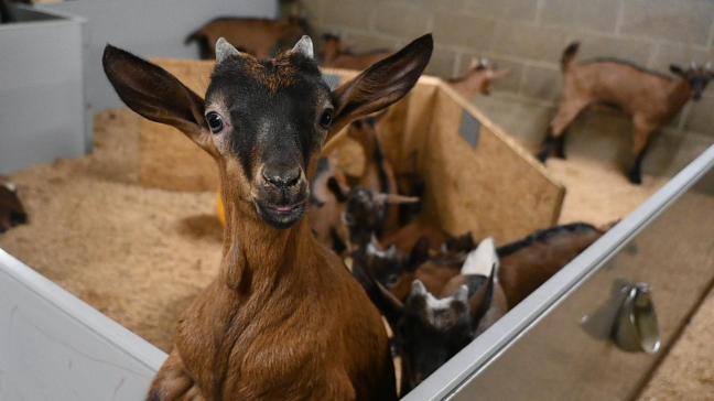 La viande de chevreau sera disponible pendant le printemps dans les magasins participants.