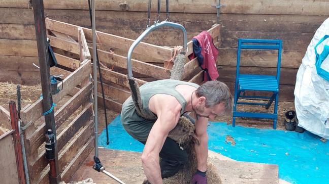 Un tondeur se déplace dans chaque commune à une date précise afin  de regrouper plusieurs élevages.