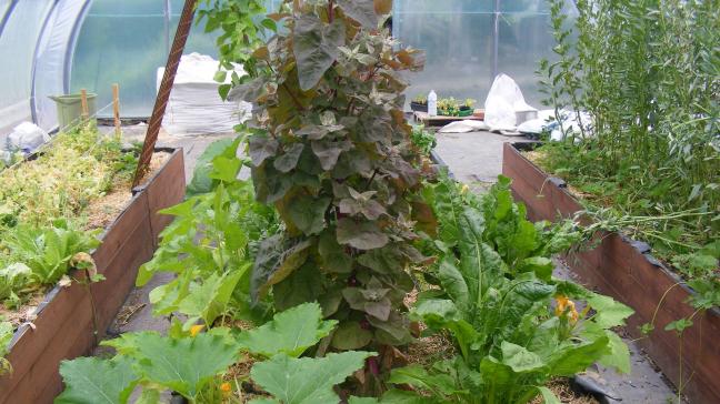 Combiner le développement en hauteur et en largeur, et occupation de la profondeur du profil du sol : les bases de bonnes associations.