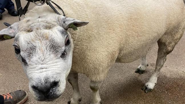 Pour les petits ruminants, un  licol et la force humaine suffisent généralement à immobiliser  l'animal.