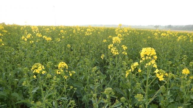 Des méligèthes ont été observés dans toutes les parcelles du réseau d’observation, sans que le seuil d’intervention ne soit dépassé.