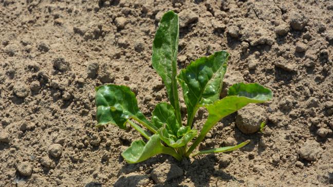 La lutte contre les pucerons  est en perpétuelle évolution, avec  la mise sur le marché, cette année,  de nouveaux insecticides.