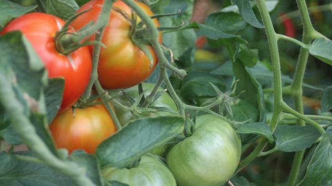 Lorsque les températures dépassent la zone optimale, la maturation des fruits est ralentie aussi.