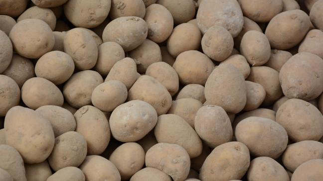 Dès réception des plants, il convient de les conserver dans les meilleures conditions possibles pour  ne pas affecter la future culture.