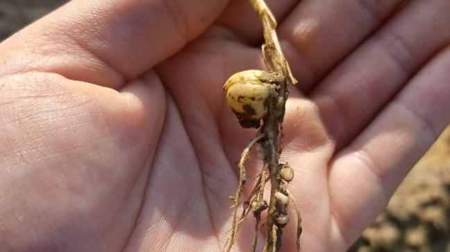 Un excès d’azote peut nuire à la mise en place et au développement des nodosités sur les racines des protéagineux.