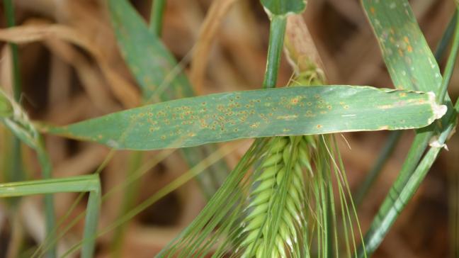 Il n’est pas nécessaire de traiter systématiquement au stade redressement, mais il est indispensable d’aller observer l’état sanitaire de la culture dans chaque parcelle.