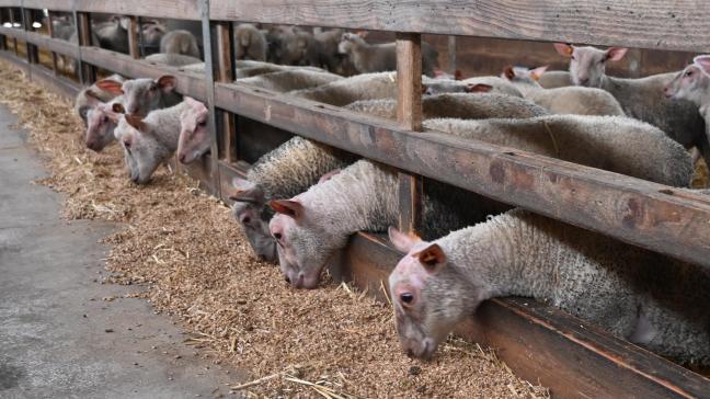 L’apparition de la maladie est toujours le signal d’un déséquilibre digestif.