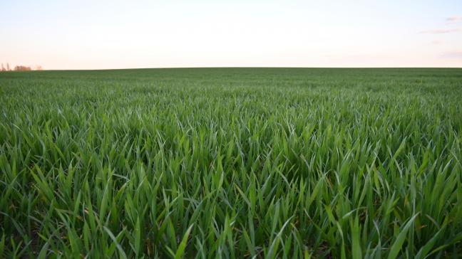 La septoriose progresse dans certaines parcelles de froment, principalement sur les feuilles basses, rendant indispensable une observation attentive afin d’adapter les interventions fongicides au niveau de pression et au stade de la culture.